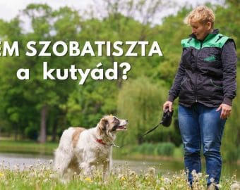 nem szobatiszta a kutyád