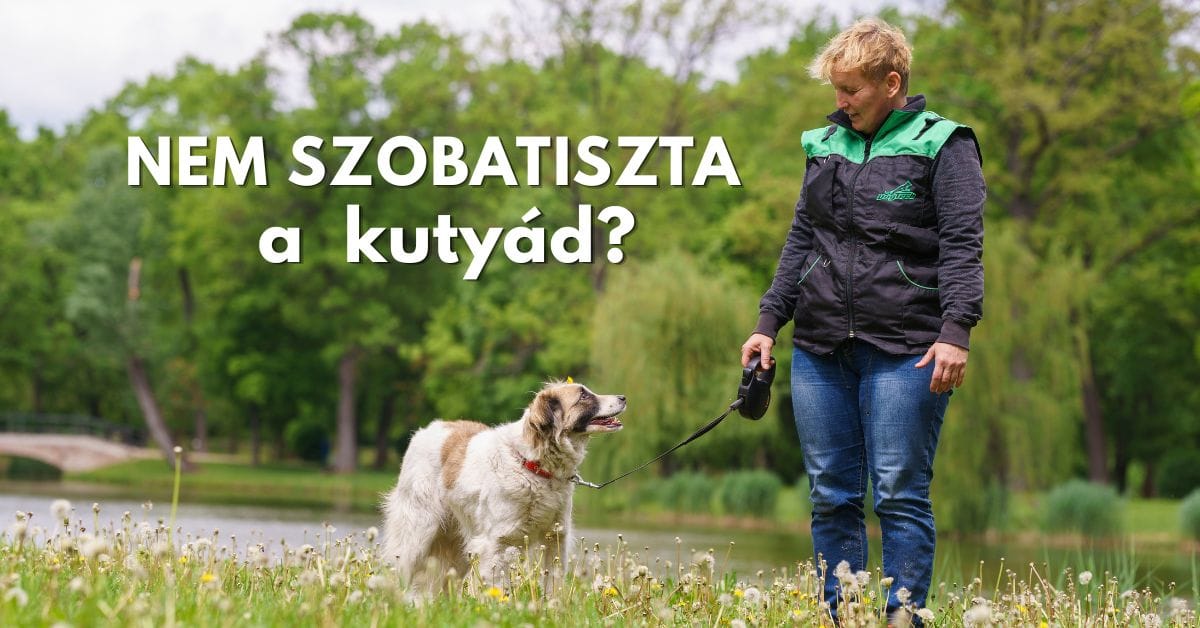nem szobatiszta a kutyád